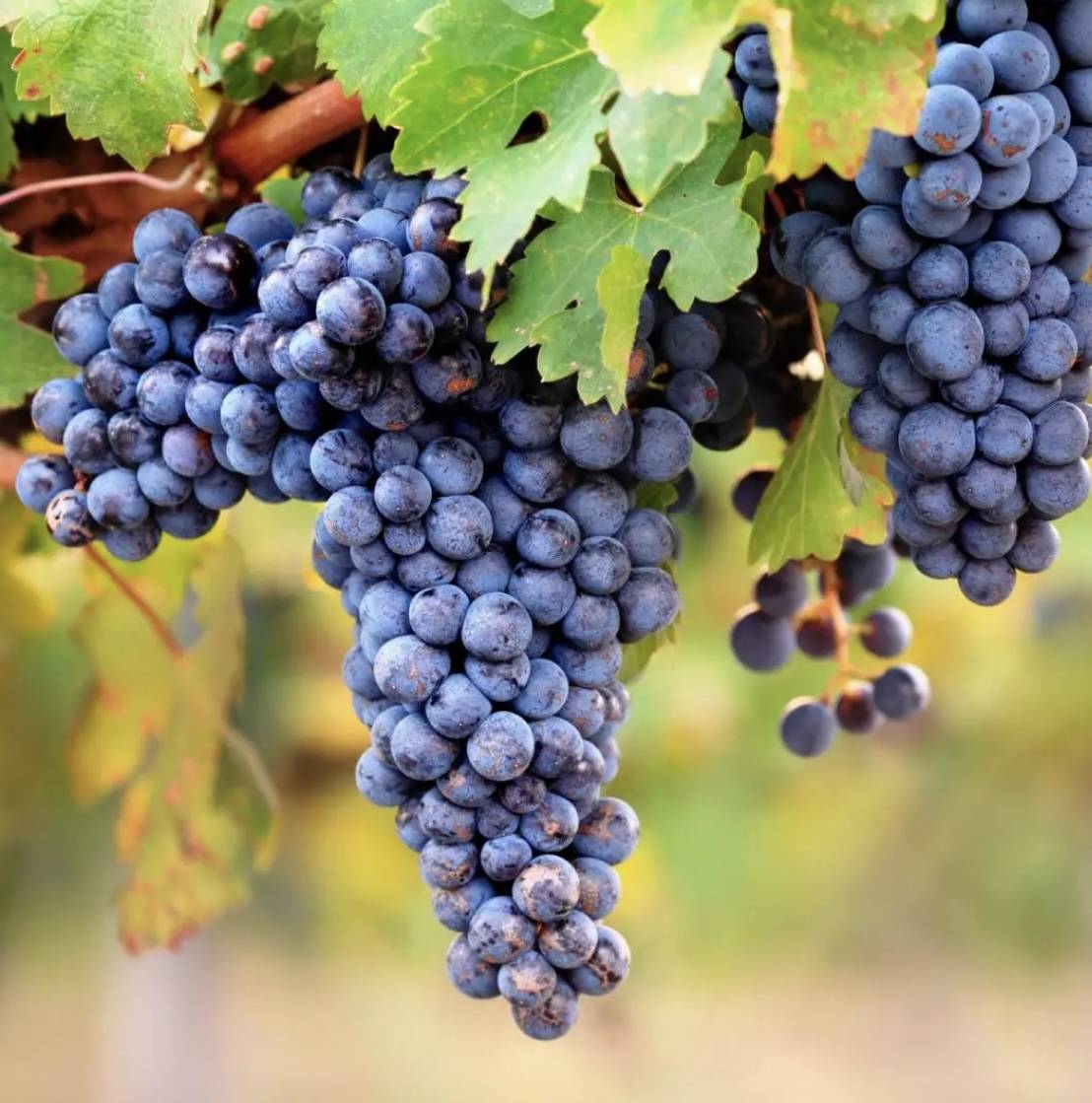 acheter château de prestige avec vigne a Bordeaux en Gironde